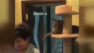 Geleni Geçeni Tokatlayan Kedi Gülme Krizine Soktu