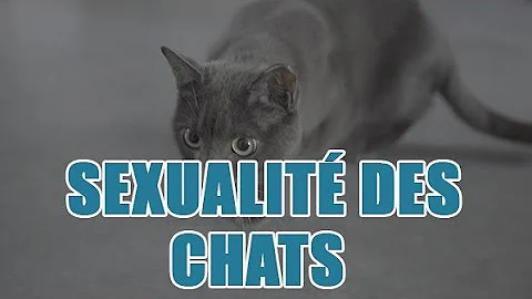 Quand les chat se reproduise ?