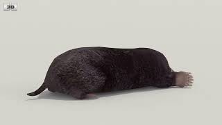 Mole Low Poly 3D model by 3DModels.org
