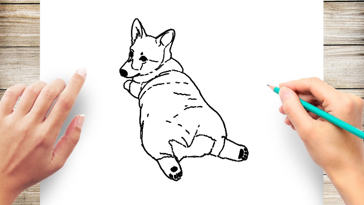 How to Draw a Corgi - YouTube