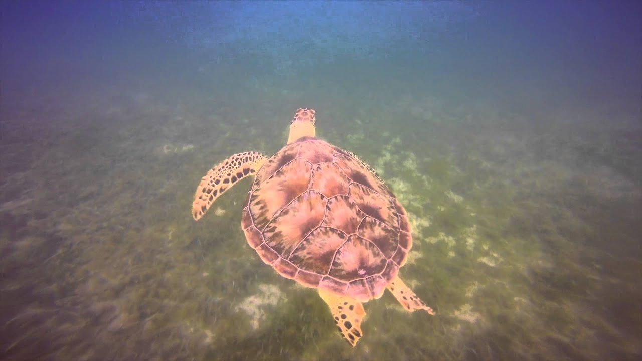 Maho Bay Snorkel St. John USVI YouTube