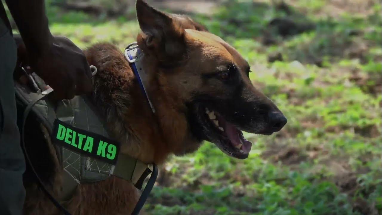 K9 Detection dogs in action! YouTube