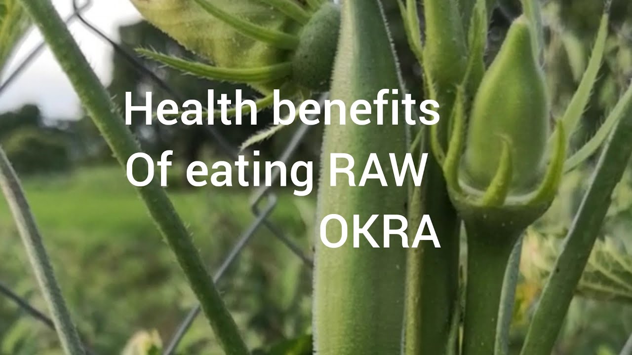HEALTH BENEFITS OF EATING RAW OKRA ROSALIE GALLARDO YouTube