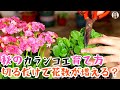 カランコエの育て方、切るだけで花数が増える？騙されるな、95％の死因は誤った剪定！|花子