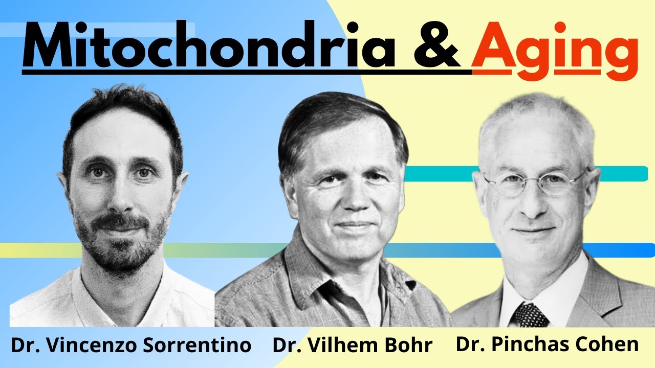 Mitochondria & Aging | Modern Healthspan Clips