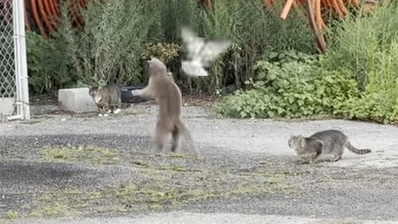 Cats Being Cats