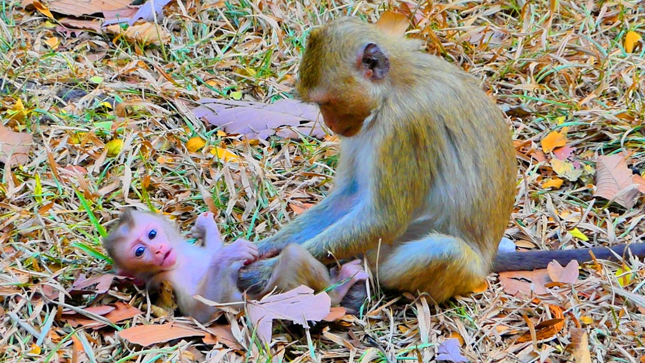 Rainbow good for comforting tiny baby although his mother late take care of him