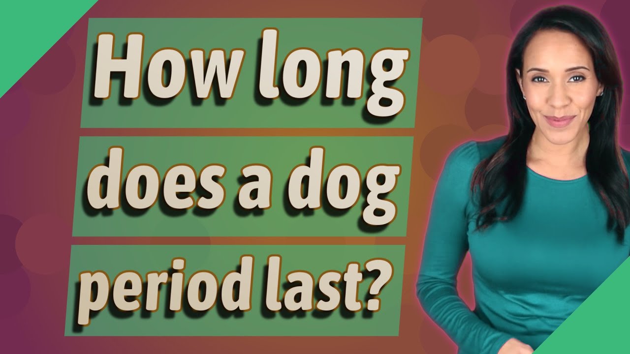 How Long Does A Dog Period Last YouTube
