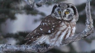 Boreal Owl Hunting in Daylight