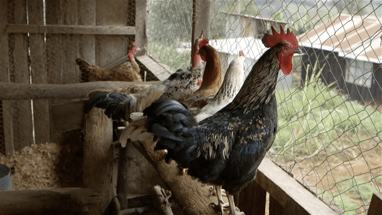 Shamba Shape Up Sn 11 - Ep 11: Kienyeji Chicken (English)