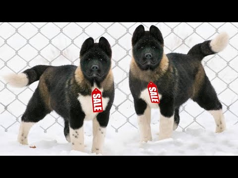 Видео: Найденные видеоролики о собаках рок-звезд, разрушающих их гостиную
