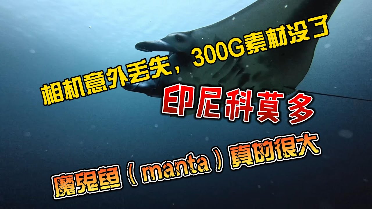 【4K拍摄】相机意外丢失，300G素材没了，印尼科莫多，魔鬼鱼（manta）真的很大