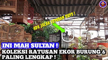 SULTAN ! KOLEKSI BURUNG RATUSAN EKOR DAN PALING LENGKAP ! KICAU MANIA PIK