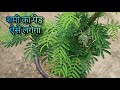 शमी के पेड़ को कटिंग से आसानी से कैसे उगाएं | How to Grow Shami Plant from Cutting | Shami Plant