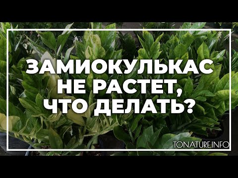 Замиокулькас не растет, что делать? | toNature.Info