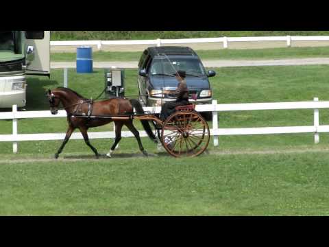 Tunbridge Vermont Morgan Horse Heritage Days July 1,2,3 2011