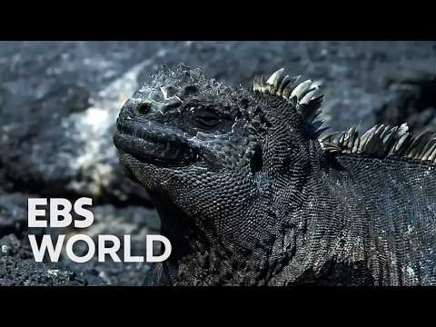 [ENG SUB] Master Octopus Hunter Earns Big Money In Just Four Hours #PICKDOCU