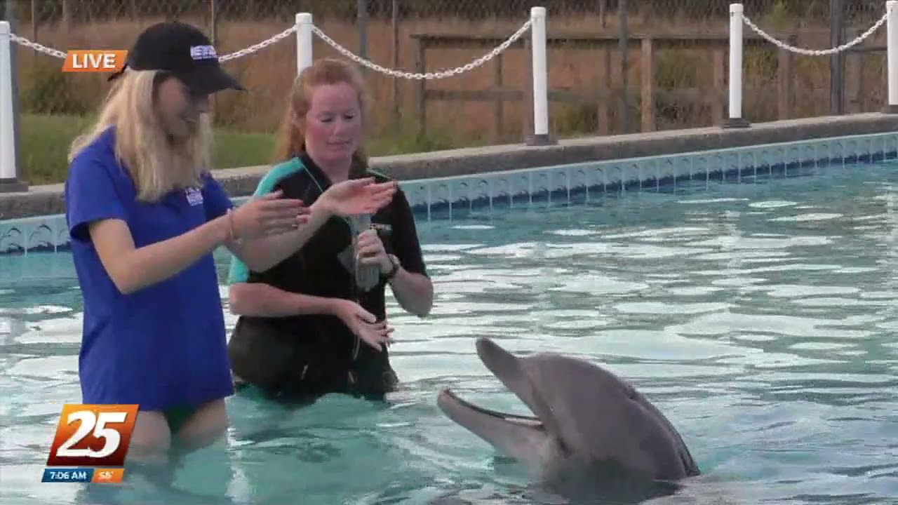 Dolphin Awareness Month at IMMS WXXV 25