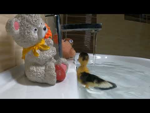 Милый смешной утенок купается. Cute funny duckling bathes. かわいい面白いアヒルの子の入浴