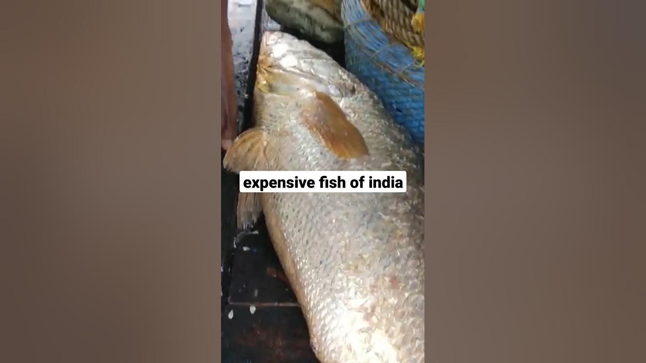 most-expensive-fish-of-india-fishing-boat-goldfish-youtube