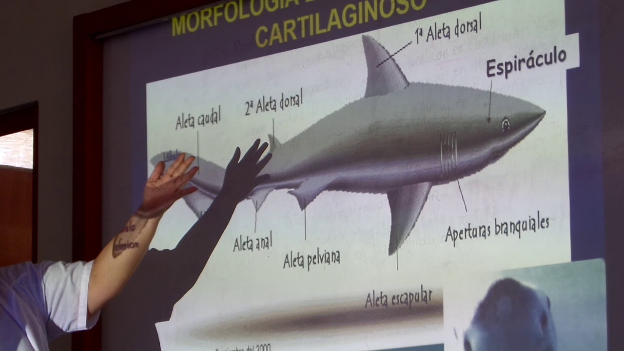SUPERCLASE PISCES- PARTE 2 y morfología externa de un pez cartilaginoso ...