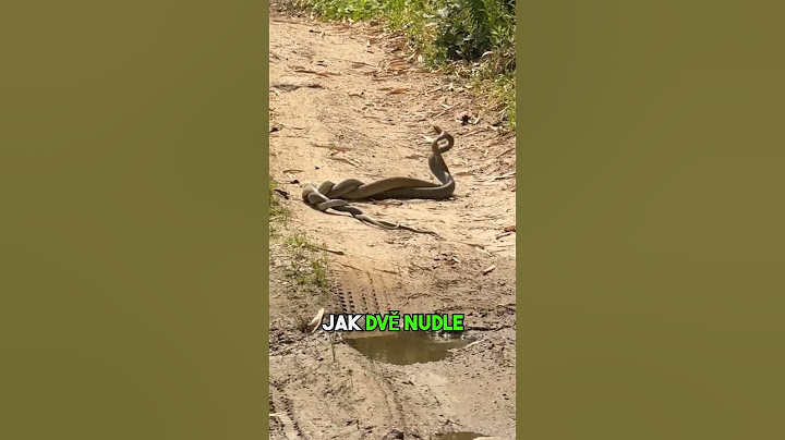 JAK VYPADÁ PÁŘENÍ HADŮ? #fyp#had#hadi#chov#chovatel#teraristika#zajimavost#cz#czech#sokolik