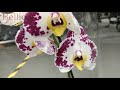 Обзор орхидей  15 октября 2020 Леруа Мерлен  Воронеж