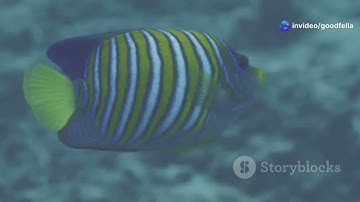 Rare Peppermint Angelfish  The Most Expensive Aquarium Fish In The World