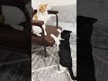Dushmani Ye Do Qabilon Ki Cat Song Funny