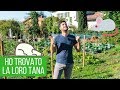 Trappole per topi: ho trovato un loro nido