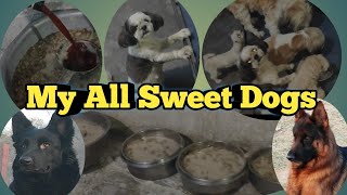 My All Dogs Feeding Time Gsd Shih Tzu Lhasa Apso Maltese 🐶 by Abhay Pets Lover 99 views 3 weeks ago 4 minutes, 57 seconds