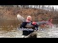 Таймень 31 кг. Первые два дня экспедиции за тайменем.Hucho taimen siberia 31 kg