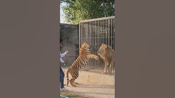 Bengal Tiger Wants to Fight with Big Lion | Nouman Hassan |