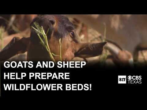 How goats and sheep are helping the Northaven Trail get ready for spring
