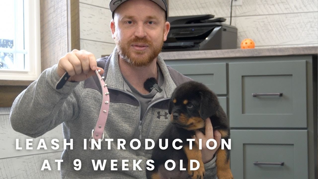 Приучение щенка ротвейлера Vom Yoderheim к поводку в 9 недель!