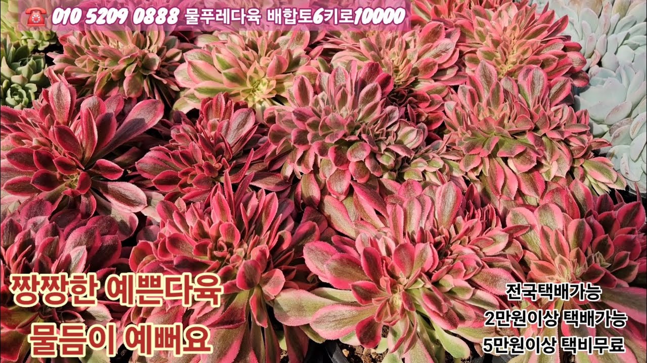 3/1(카드결제가능)다육계절이 돌아왔어요  짱짱한 예쁜다육 데려가세요 