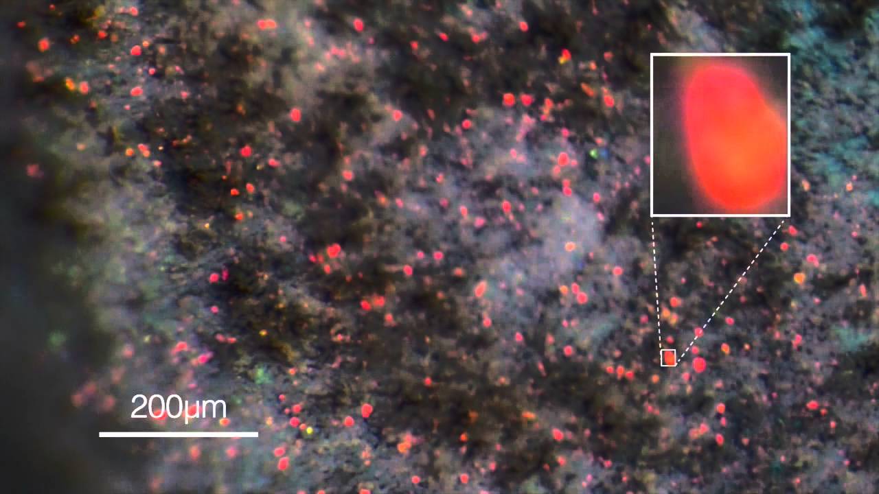 Chameleon colour change, Suppl Movie S4