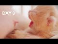 Baby Kittens Nipple Fight, Short Leg vs Long Leg - Day 3 @ Baby Kittens Day 1 to Day 100 Vlogs