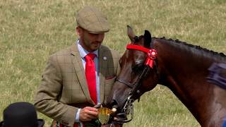 Ceffylau Rhanfrid Cymreig - Prif Bencampwriaeth | Welsh Partbred Horses - Class Championship