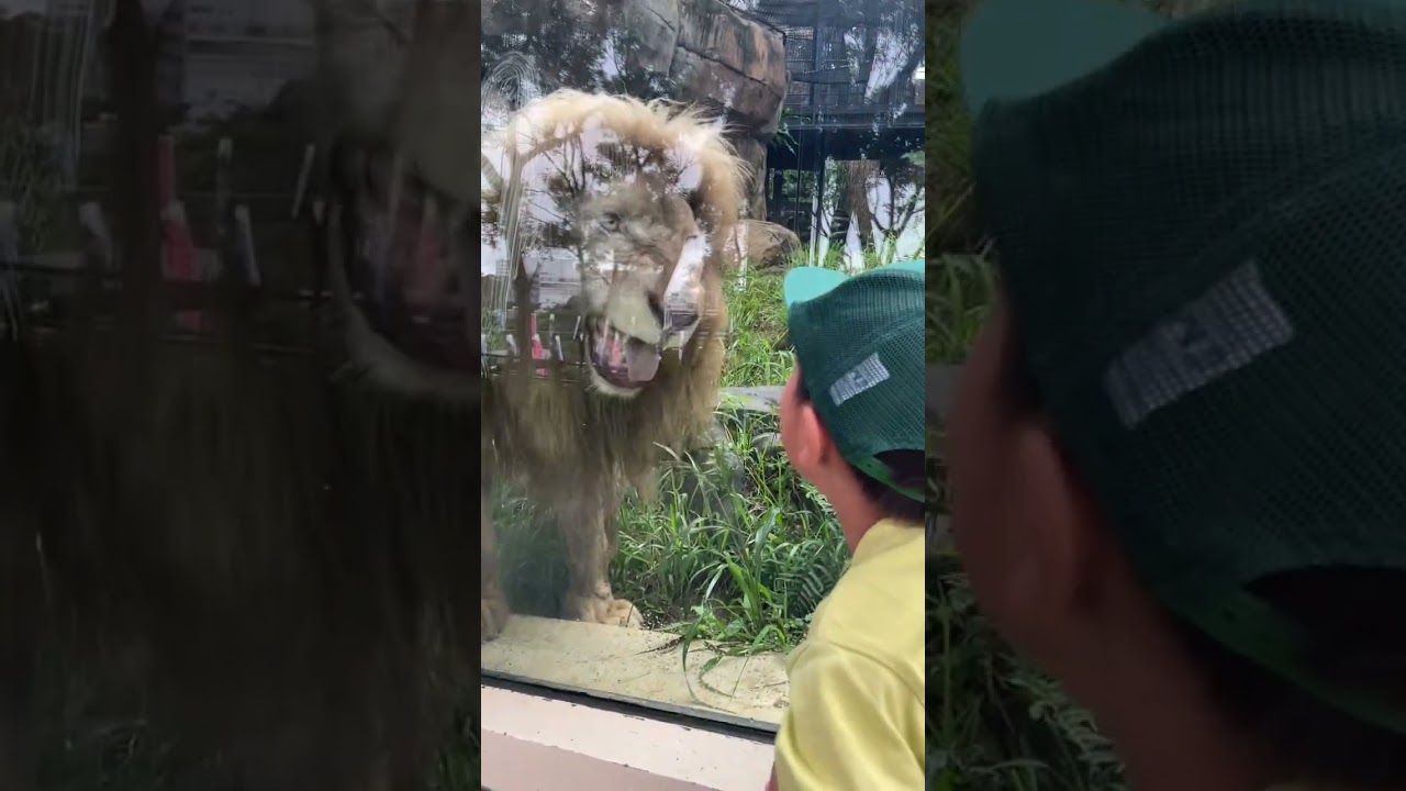 雨の動物園　サンドウィッチマン