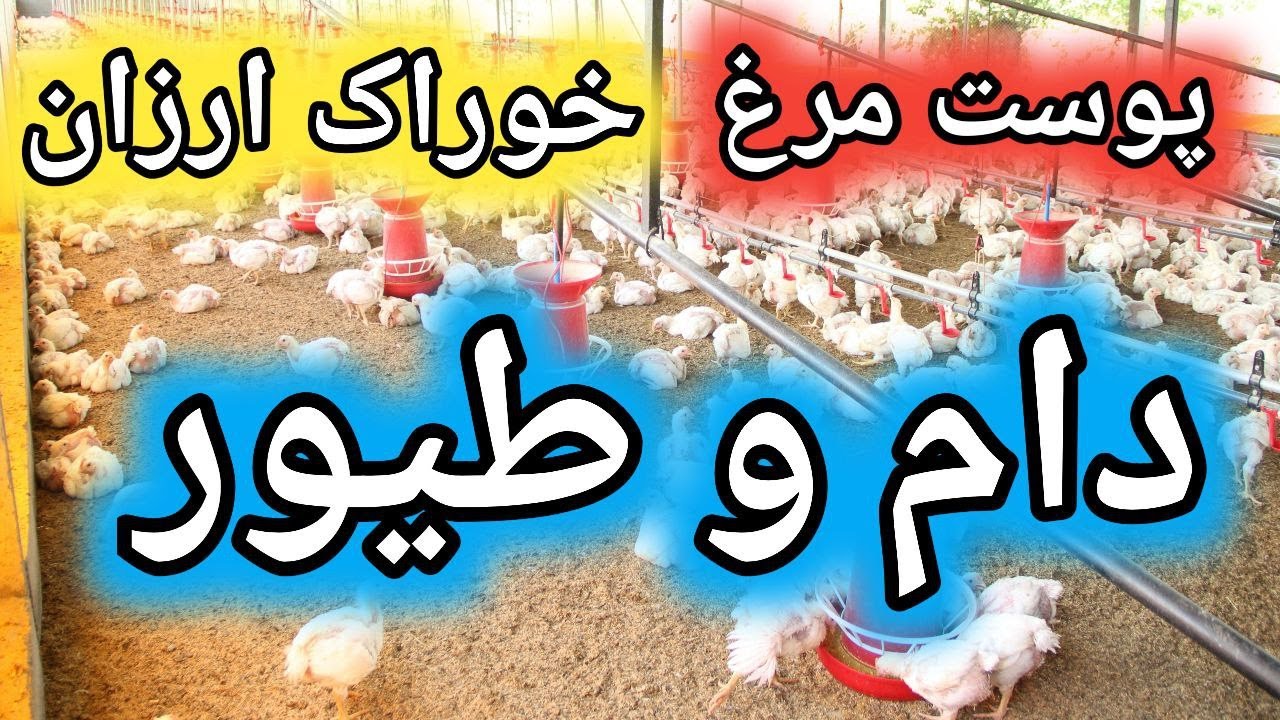 خوراک ارزان دام و طیور , پوست مرغ در جیره دام وطیور , استفاده از پوست مرغ در خوراک طیور و دام