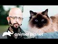 Problemas causados por una gata agresiva en una pareja | Meu Gato Endiabrado | Animal Planet
