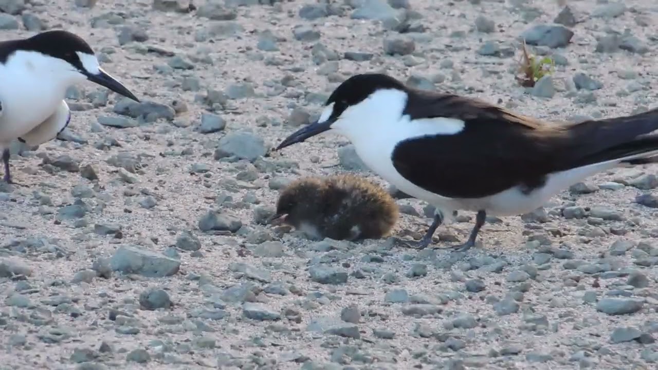 Filhote de Onychoprion fuscatus - alimentação
