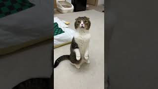 おやつ頂戴😾💢#shorts