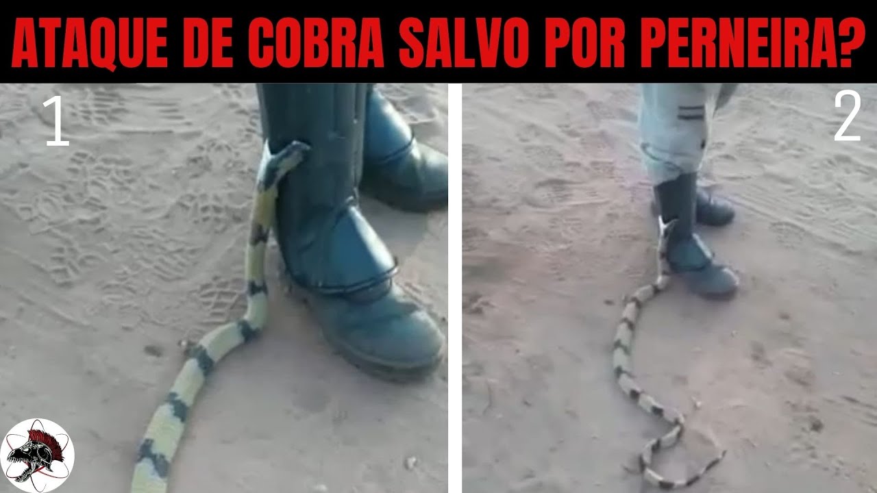 Ataque de Cobra Salvo por Perneira ? | Biólogo Henrique o Biólogo das cobras