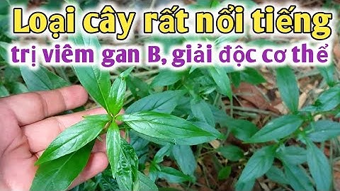 Xuyên tâm liên trị viêm ganB, viêm dạ dày, giảiđộc cơ thể, viêm đường tiêu hóa. PHAN HẢI Channel.