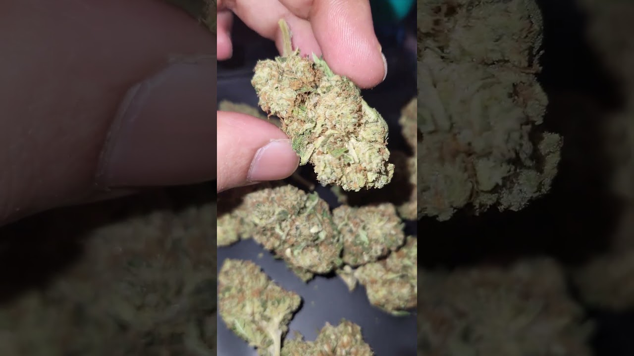 Enua 20/1 DB Pink Kush 