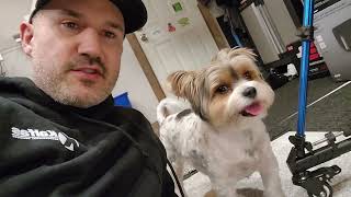 Yorkie Has Stage 4 Heart Murmur 🐕 ❤️ 😢 by Gracie Yorkie Puppy Dog 1,507 views 1 year ago 3 minutes, 40 seconds