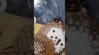 Vida interior en nido de Avispa Asiática Velutina