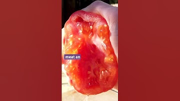 Save Your Own Tomato Seeds 🍅